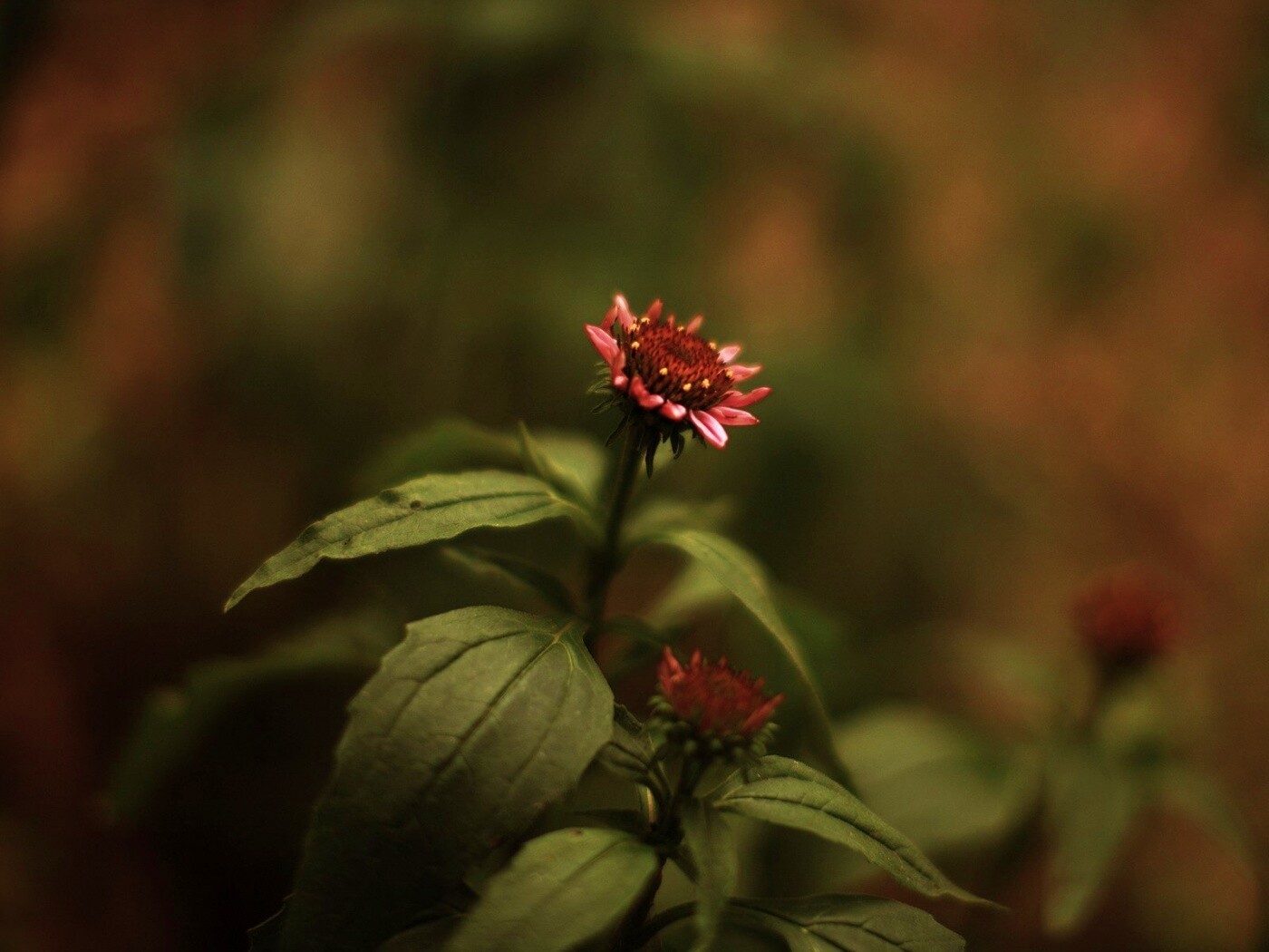 Фотография цветка обои