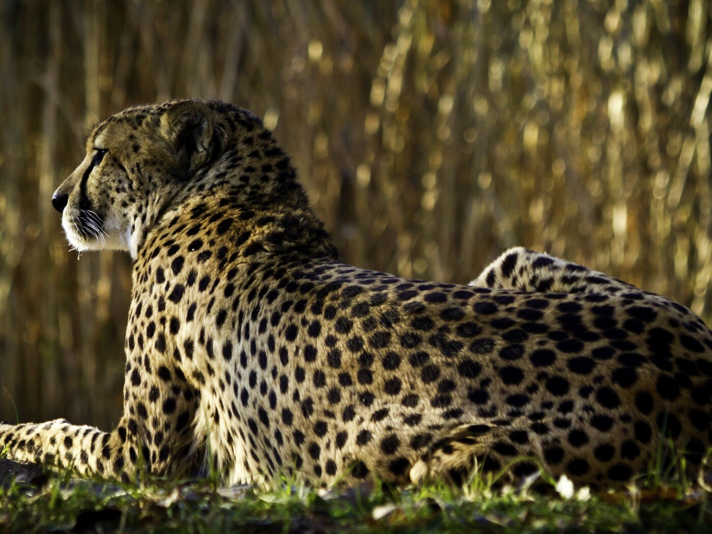 Гепард обои