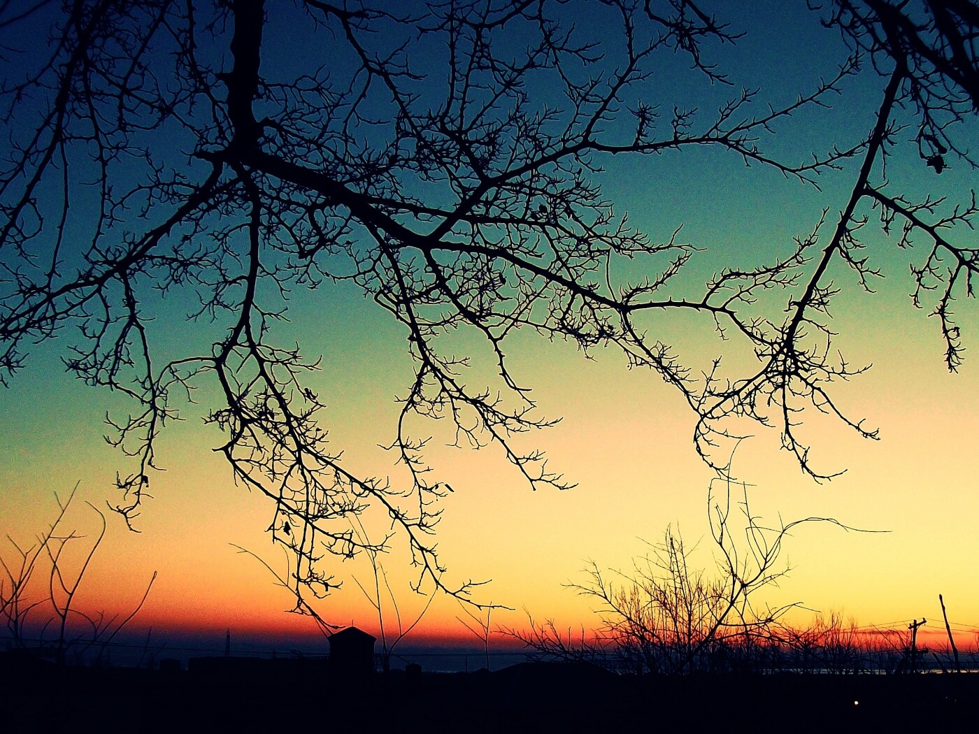 Закат сквозь ветки деревьев обои