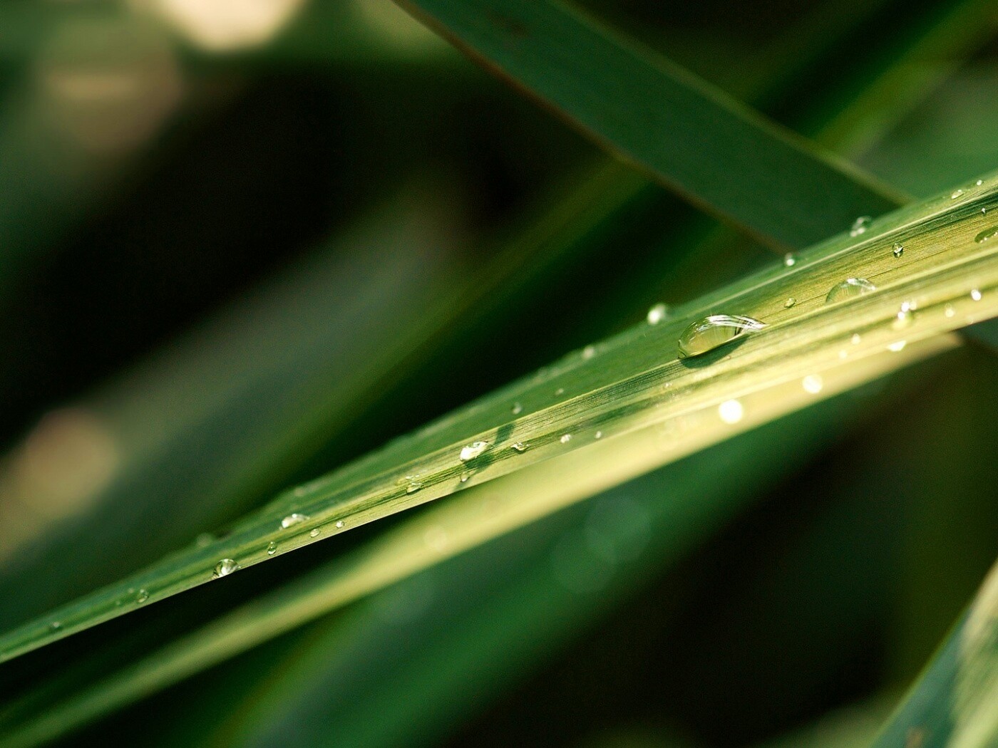 Капли росы на листе обои