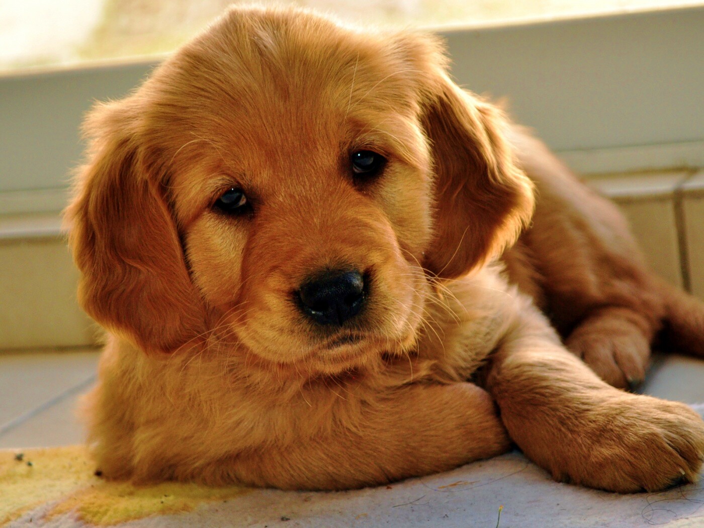 Сонный щенок лабрадора обои