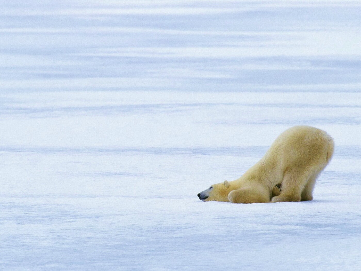 Полярный мишка в смешной позе обои