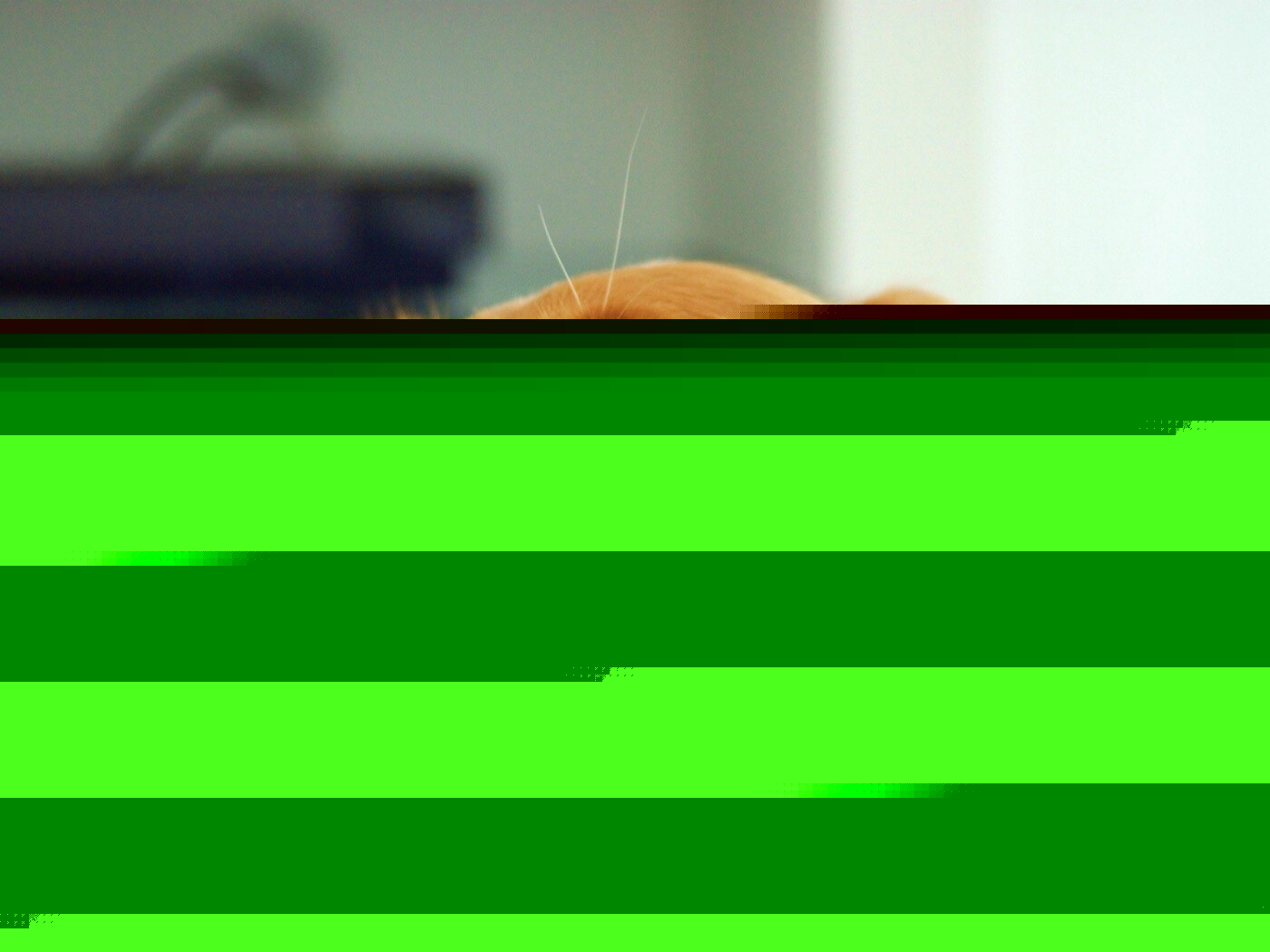 Лабрадор-ретривер обои