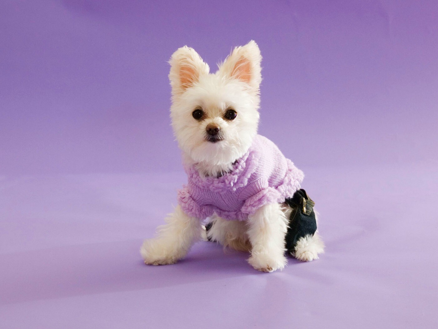 Собачка в свитере обои