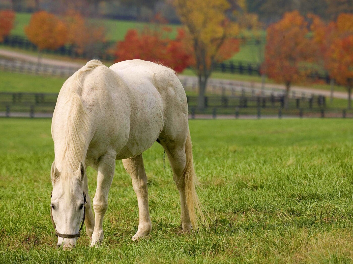 Красивая белая лошадь обои