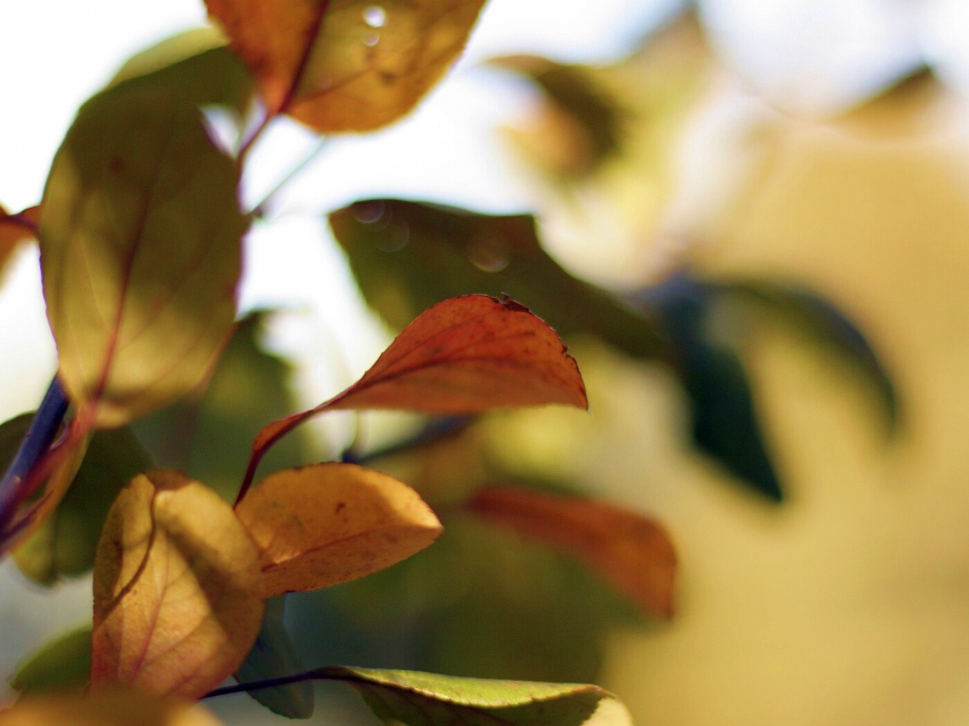 Увядающие листья обои