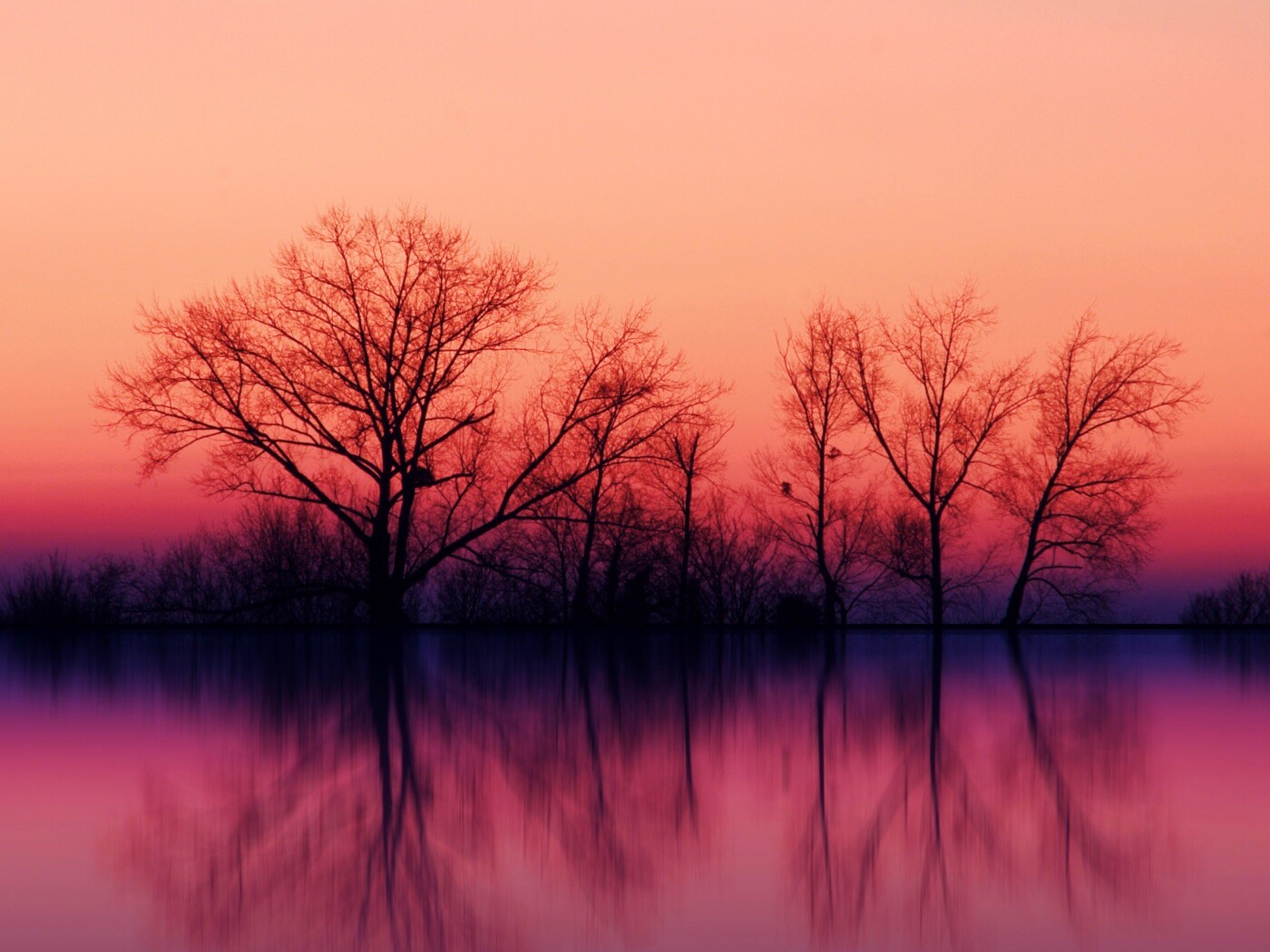 Деревья при закате обои