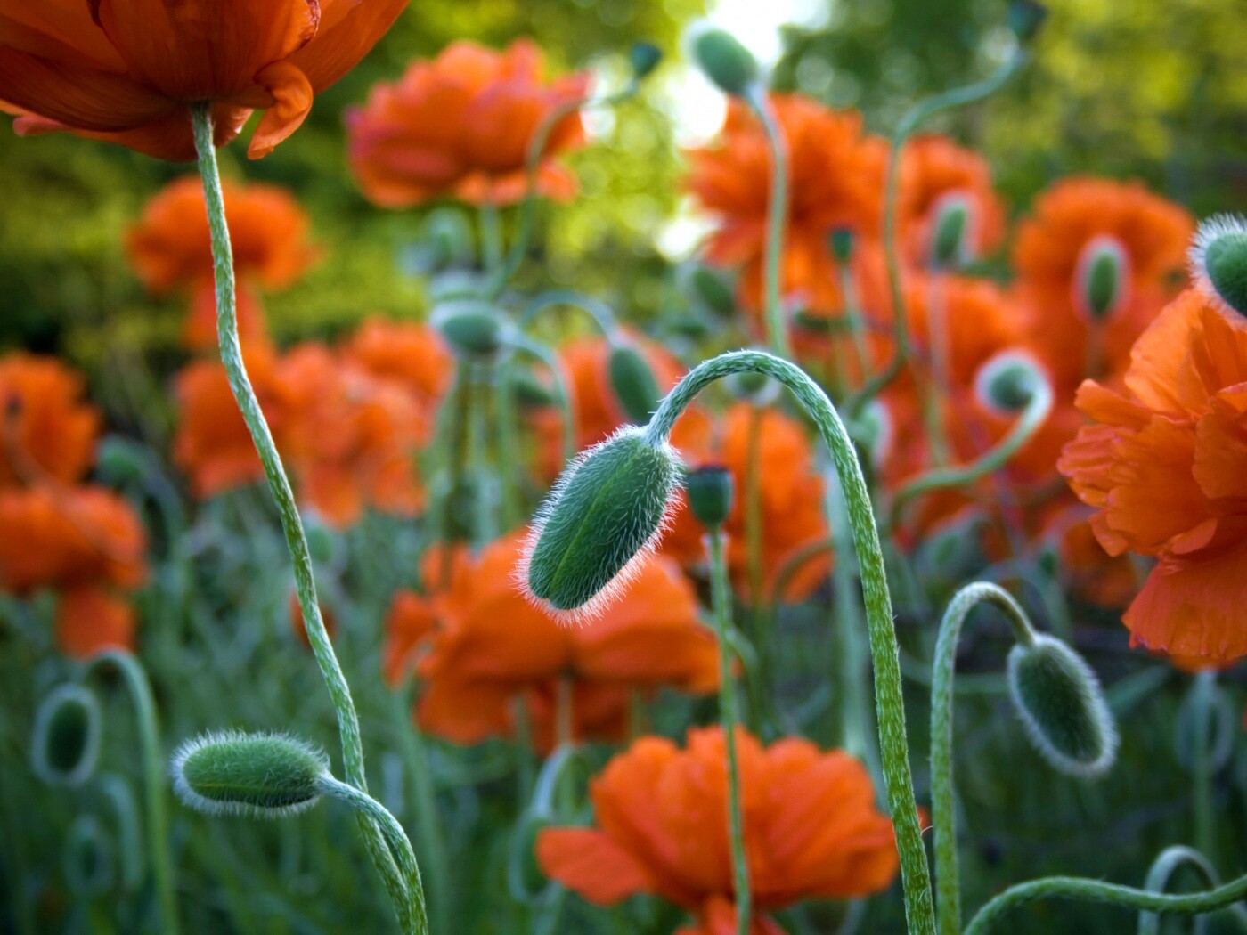 Бутон среди цветов обои