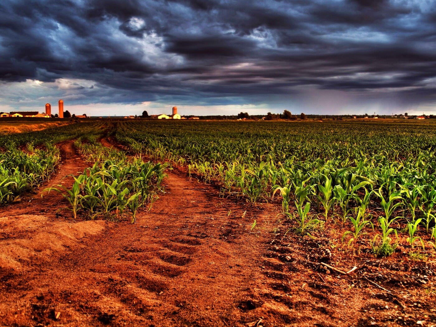 Кукурузное поле у фермы обои
