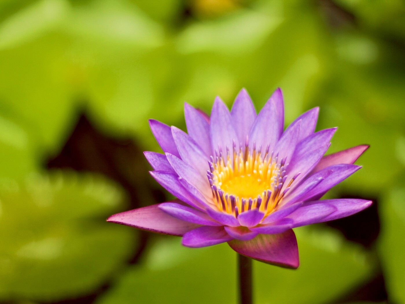 Фиолетовый цветок обои