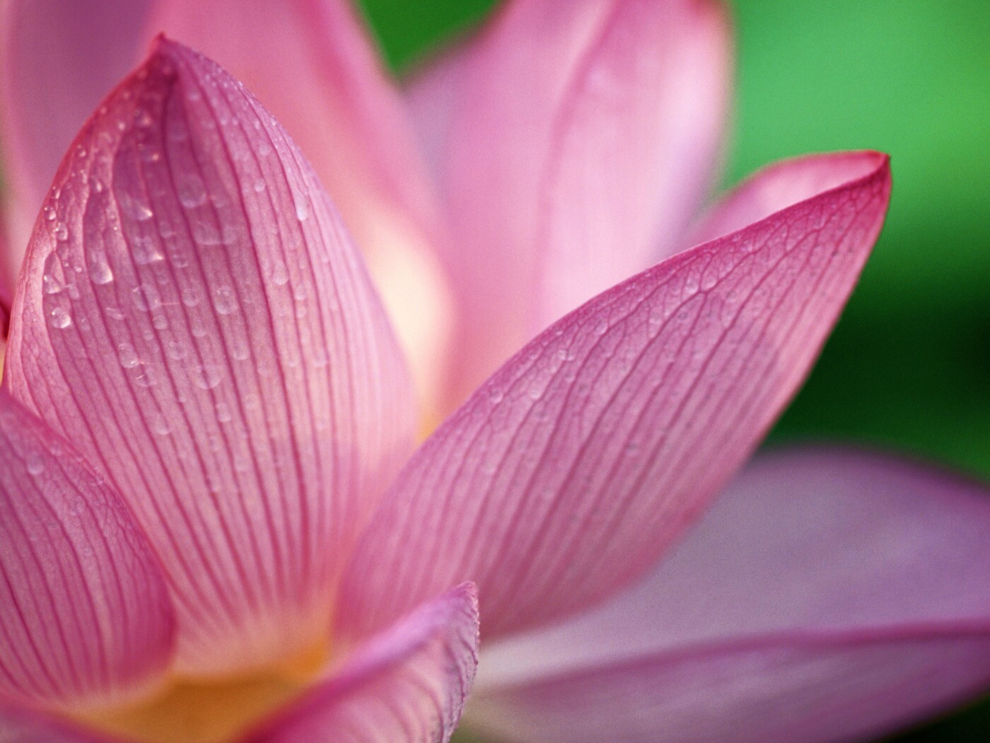 Лепестки цветов обои