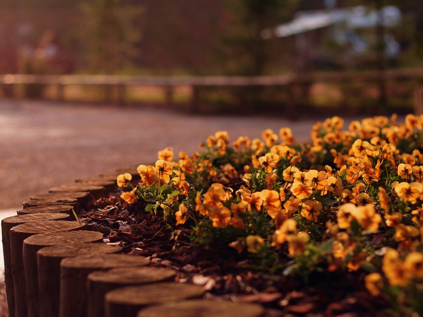 Красивая цветочная клумба обои