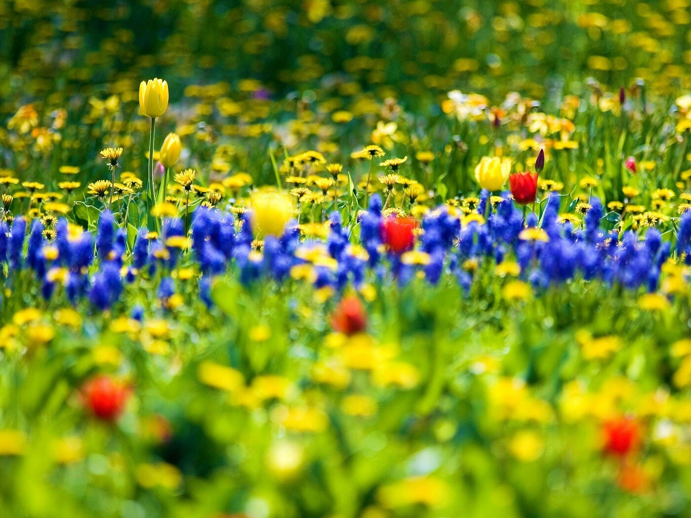 Все краски весны обои