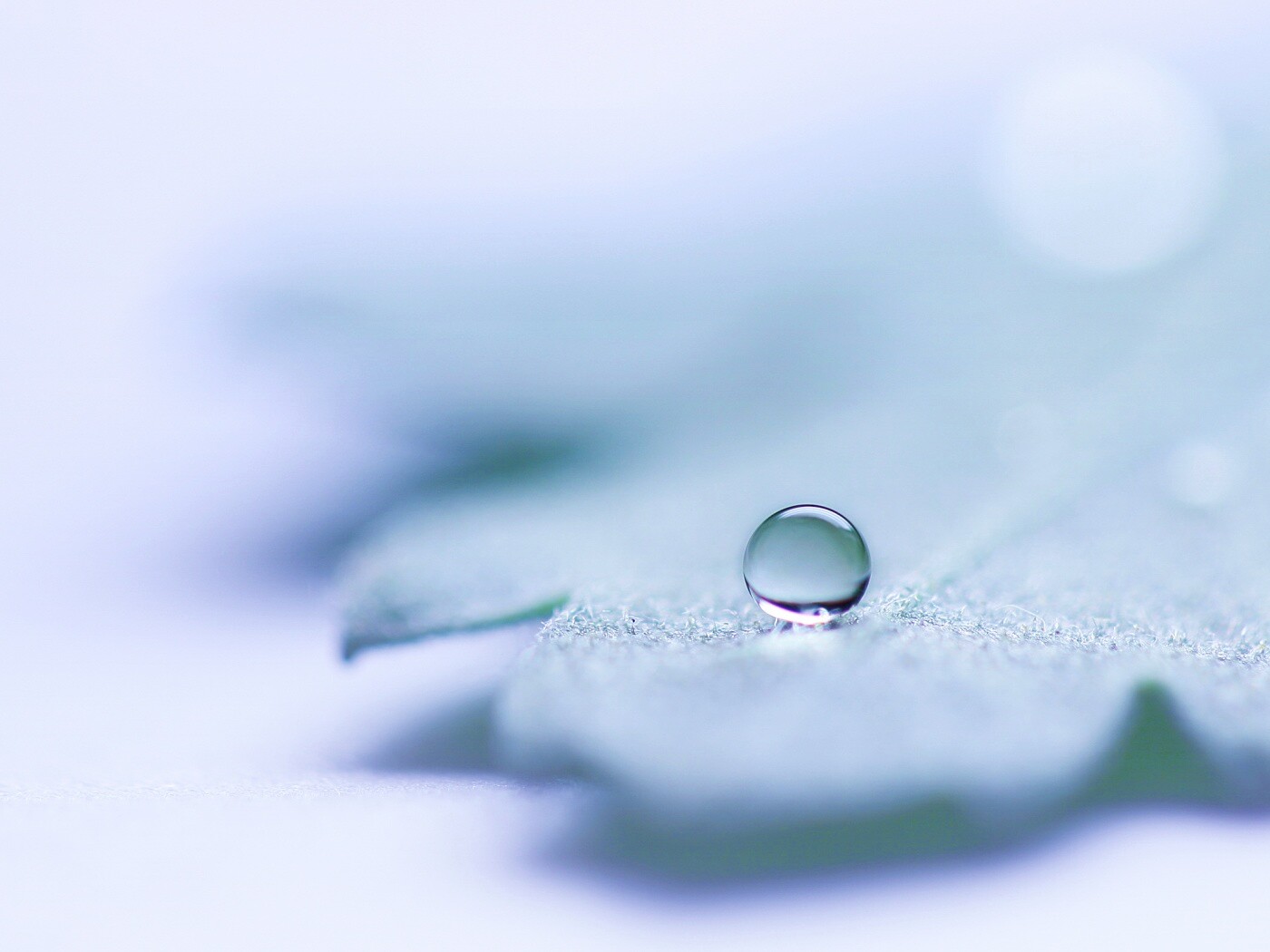 Капля на замёрзжем листе обои