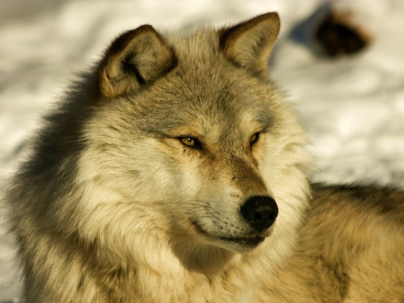 Лайка на снегу обои