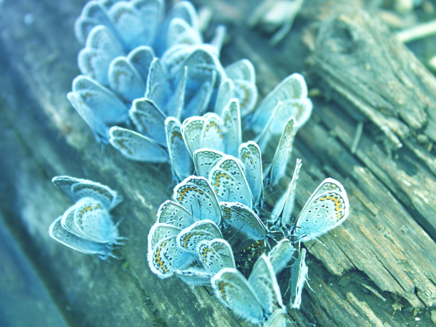 Голубые бабочки обои