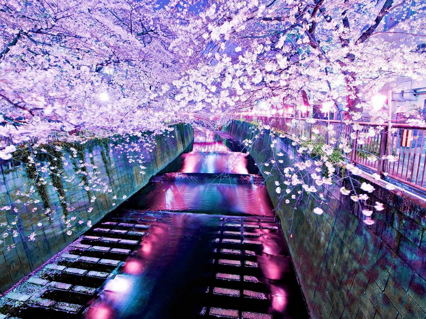 Река и цветение сакуры обои