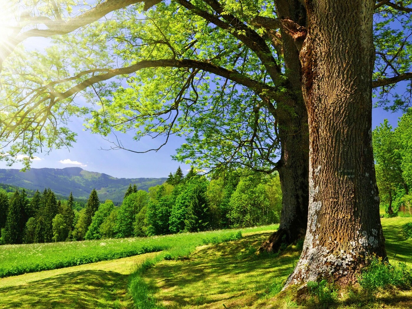 Лето в деревне обои