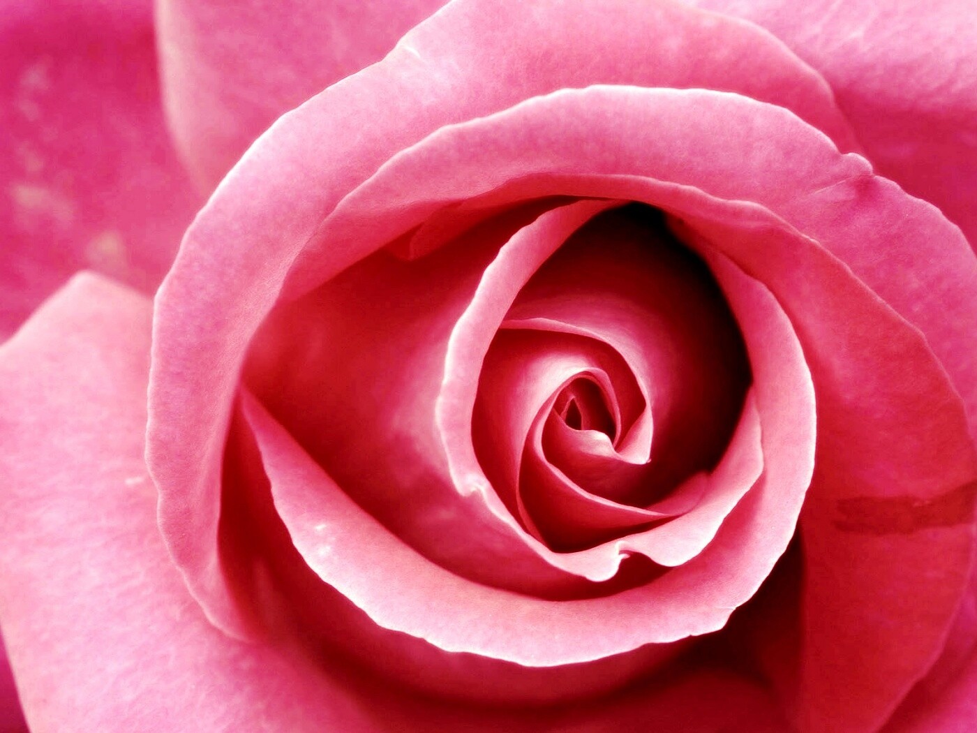 Красивая розовая роза обои