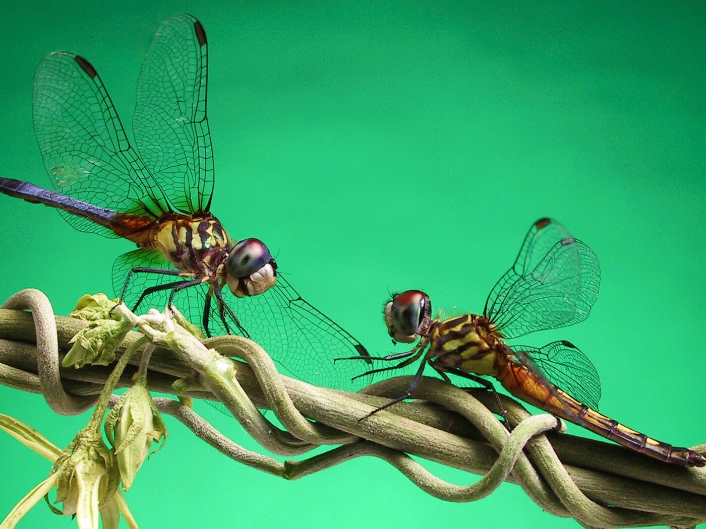 Две стрекозы обои