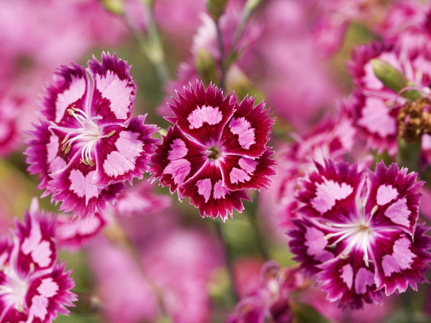 Неизвестные науке цветы обои