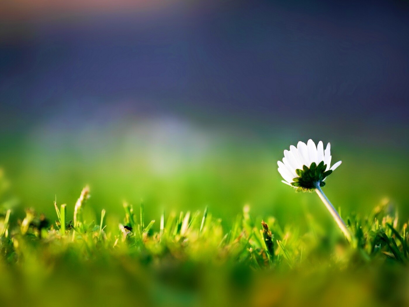 Цветок на траве обои