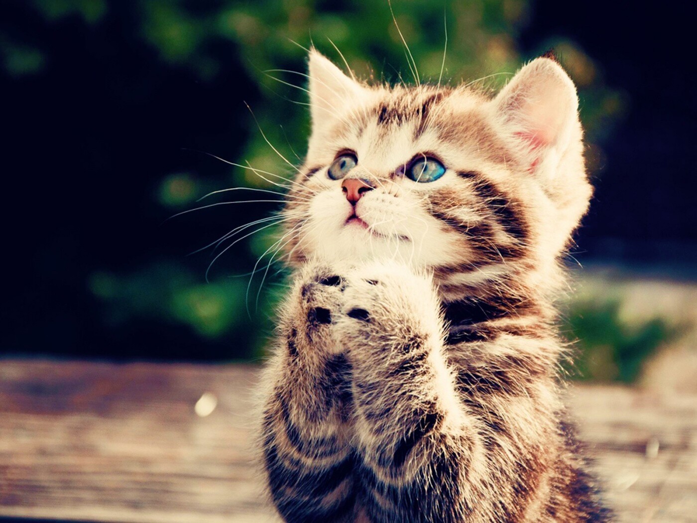 Непередаваемо прелестный котенок сложил лапки обои