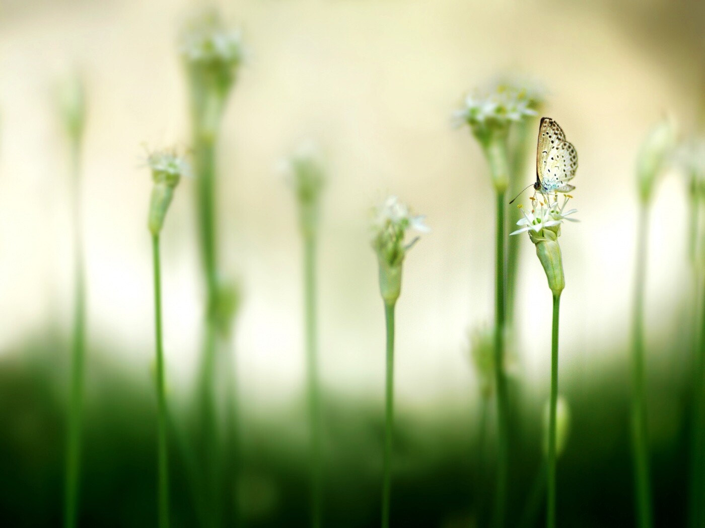 Бабочка на цветке обои