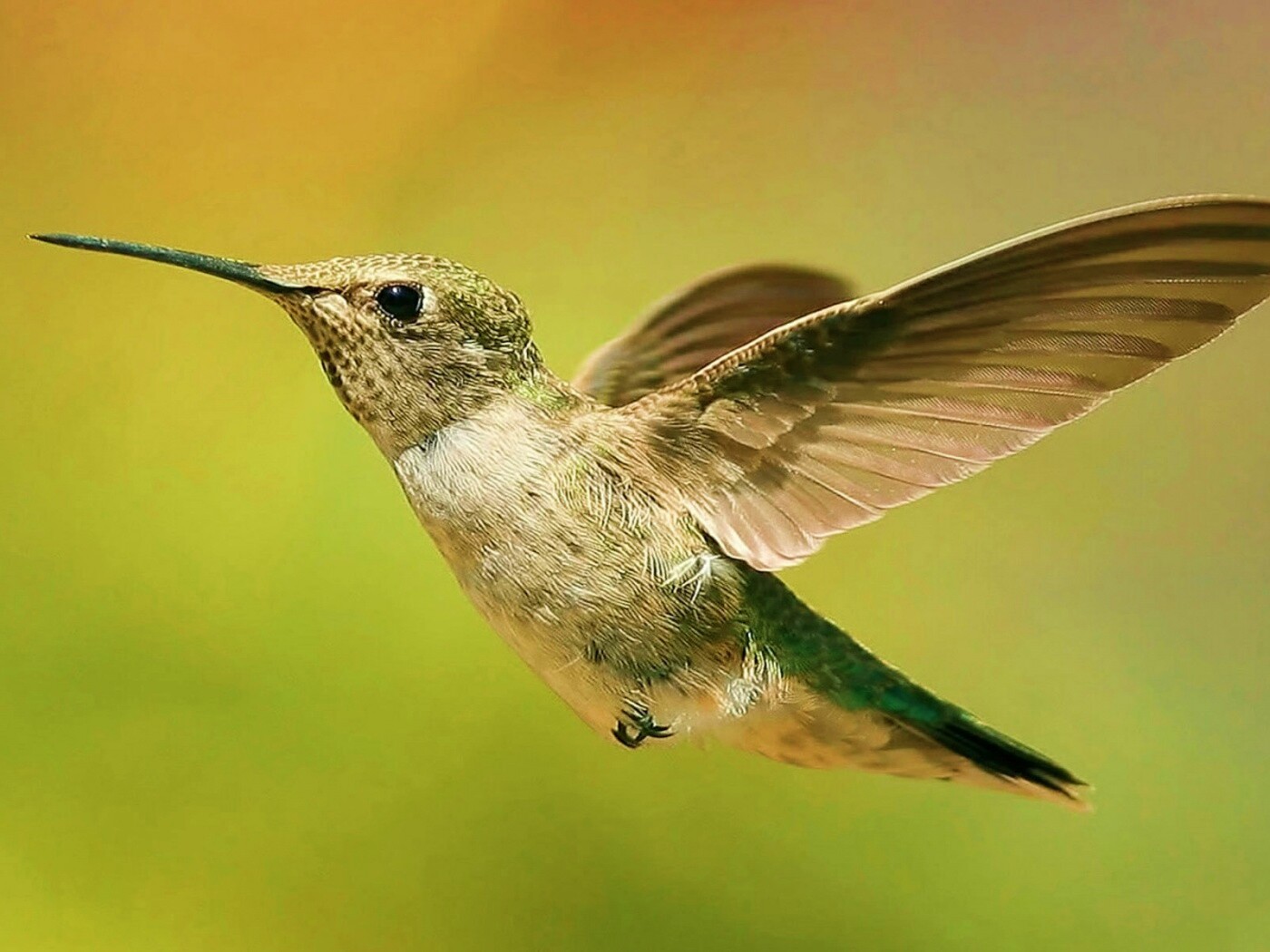 Колибри в полёте обои