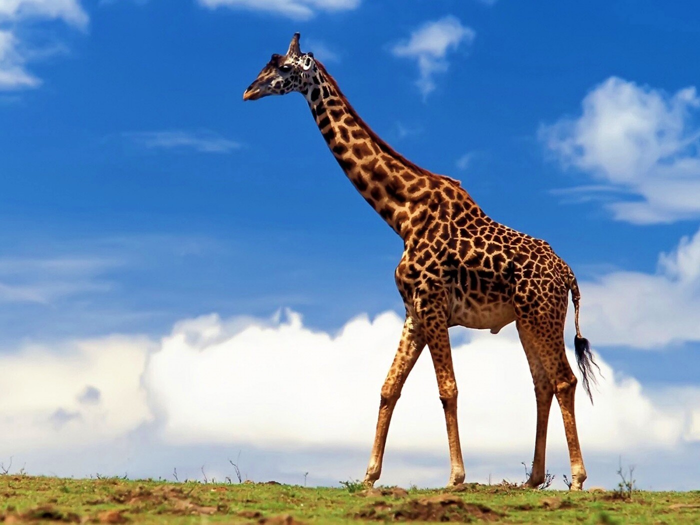 Жираф на прогулке обои