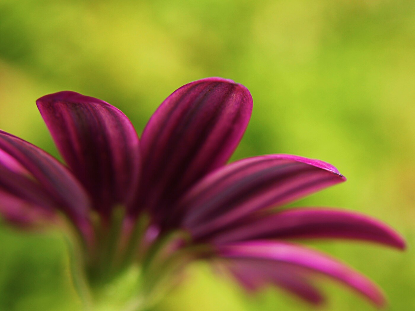 Макро фото цветка обои