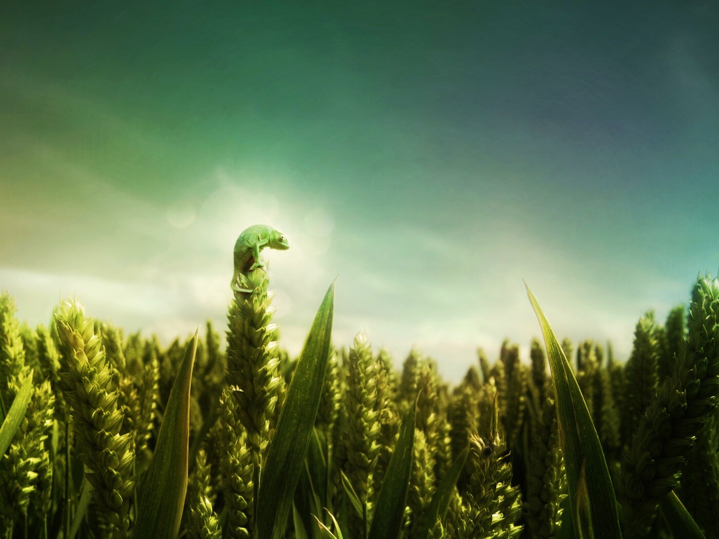 Маленький хамелеон на травинке обои