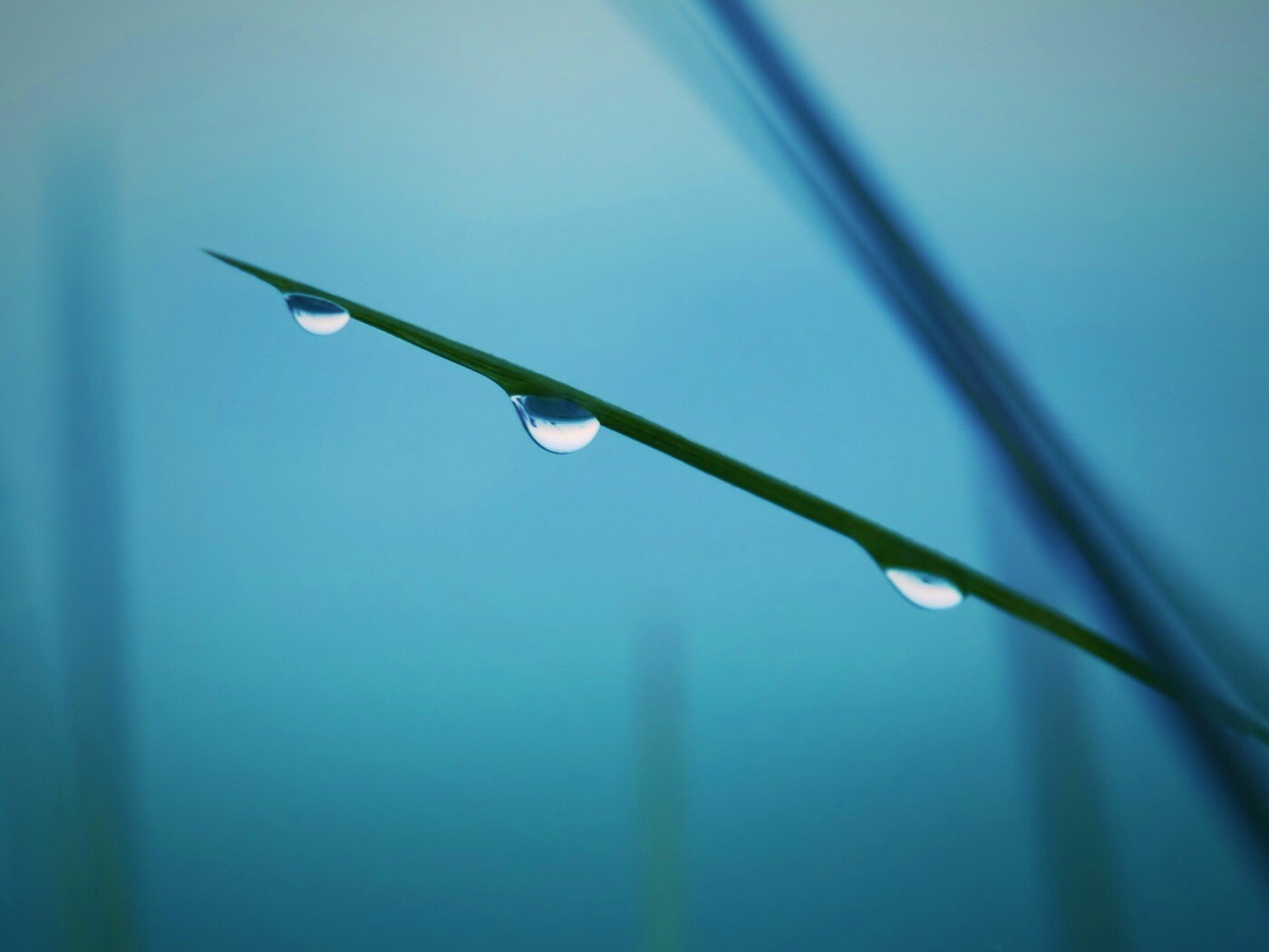 Трава после дождя обои