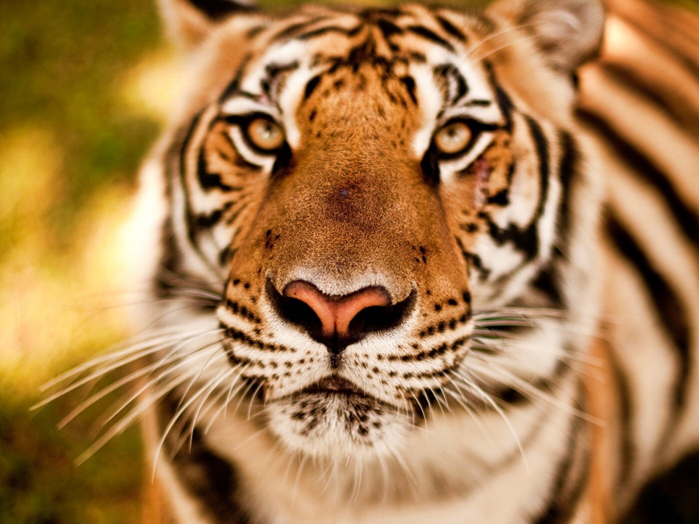 Красавец тигр обои