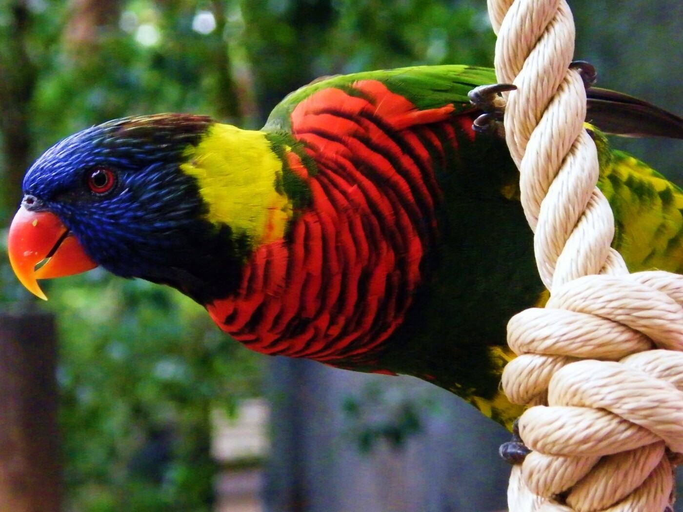 Попугай на канате обои