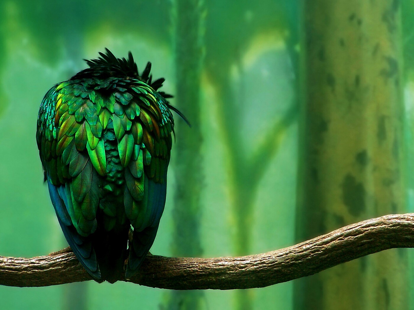 Птица спит на ветке обои