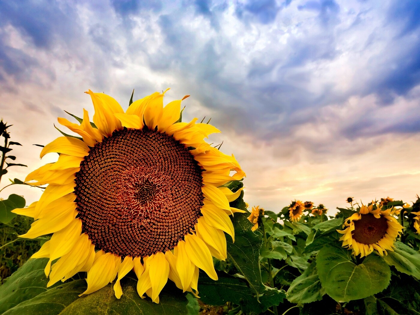 Подсолнухи обои