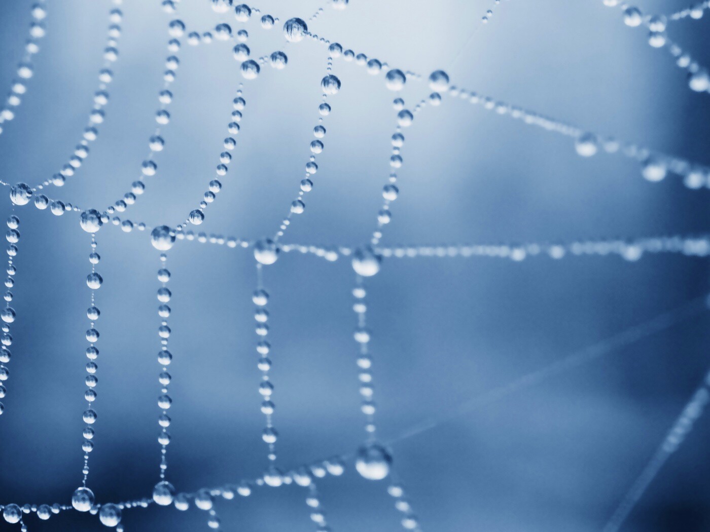 Капли росы на паутине обои