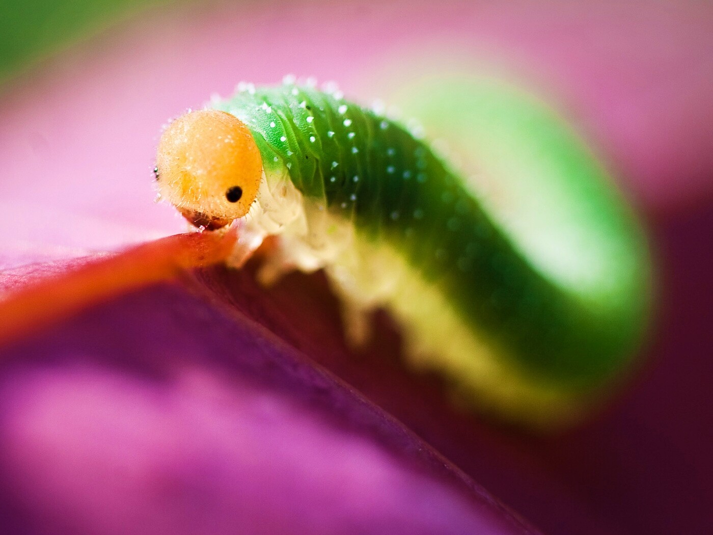 Гусеница бабочки на лепестке обои