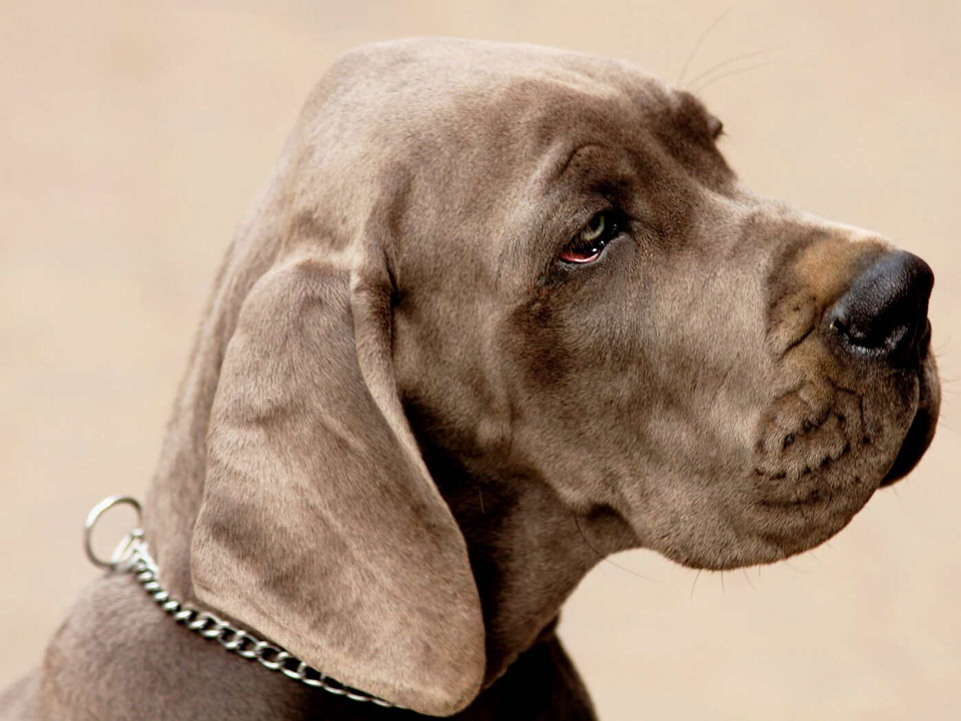 Грустная собака обои