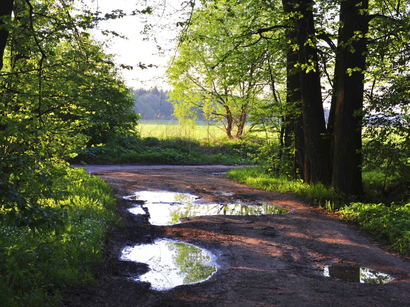 Лесная дорога обои