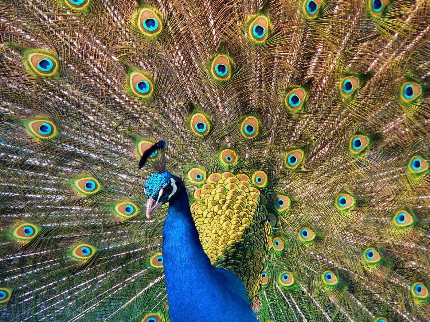 Павлин, говоришь... обои