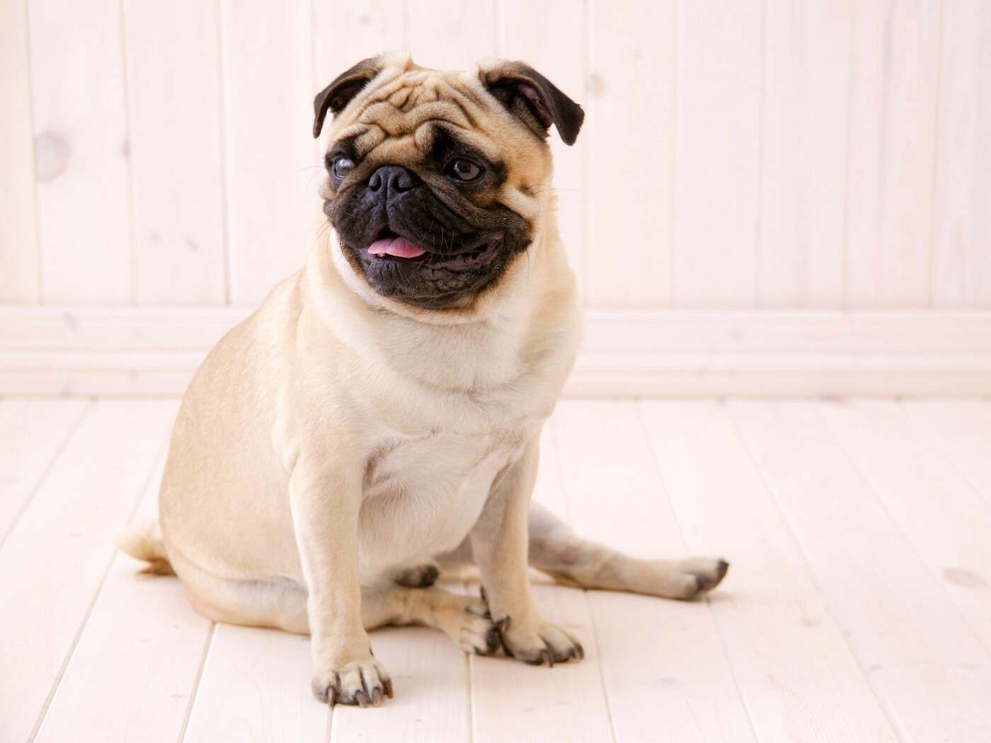 Симпатичный мопс на полу обои