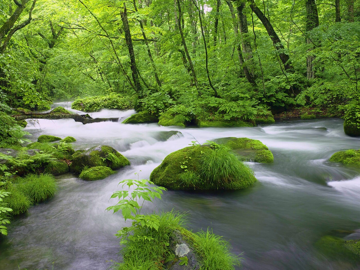 Лесная река обои