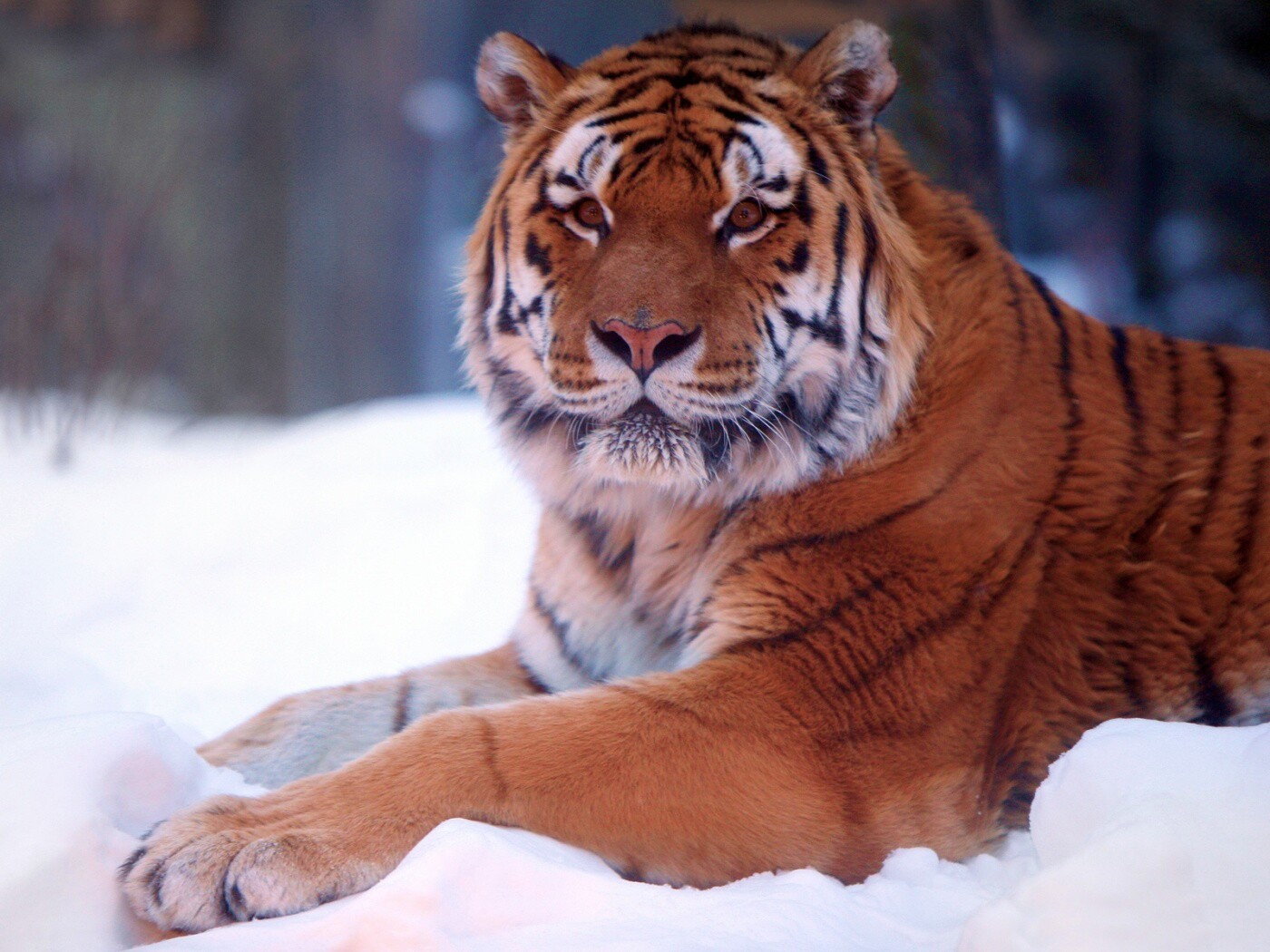 Тигр в снегу обои