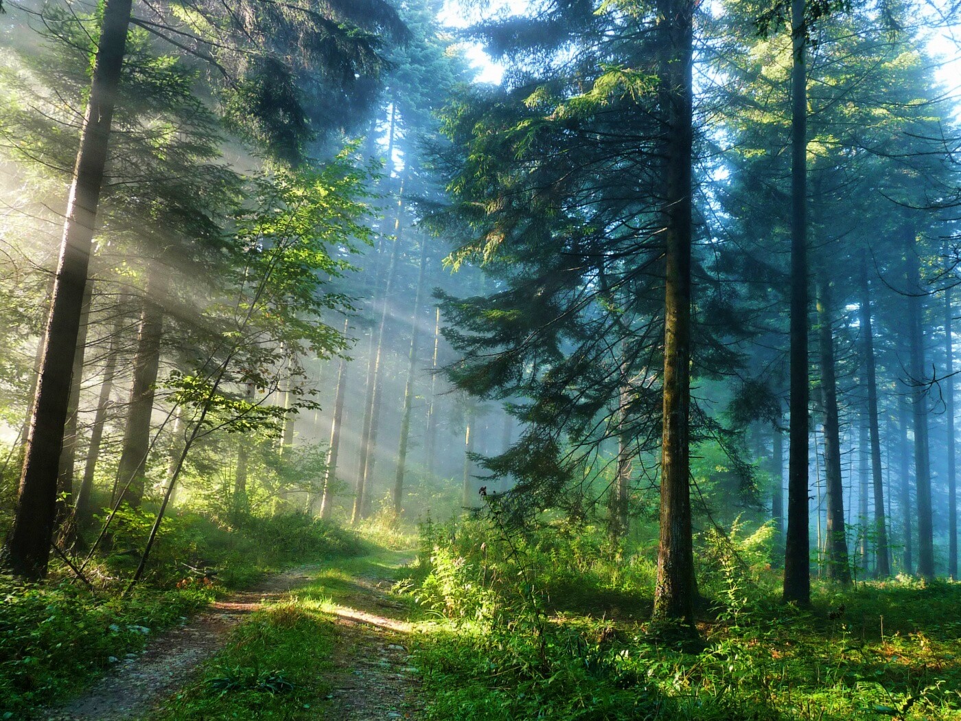 Тропа в лесу обои