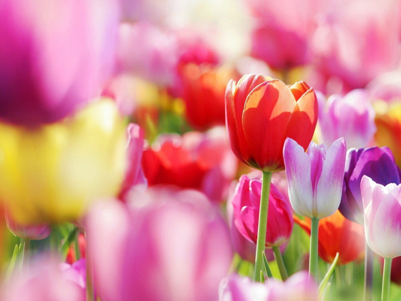 Красивые тюльпаны обои