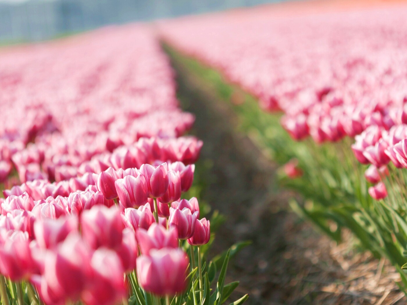 Тропинка в поле розовых тюльпанов обои