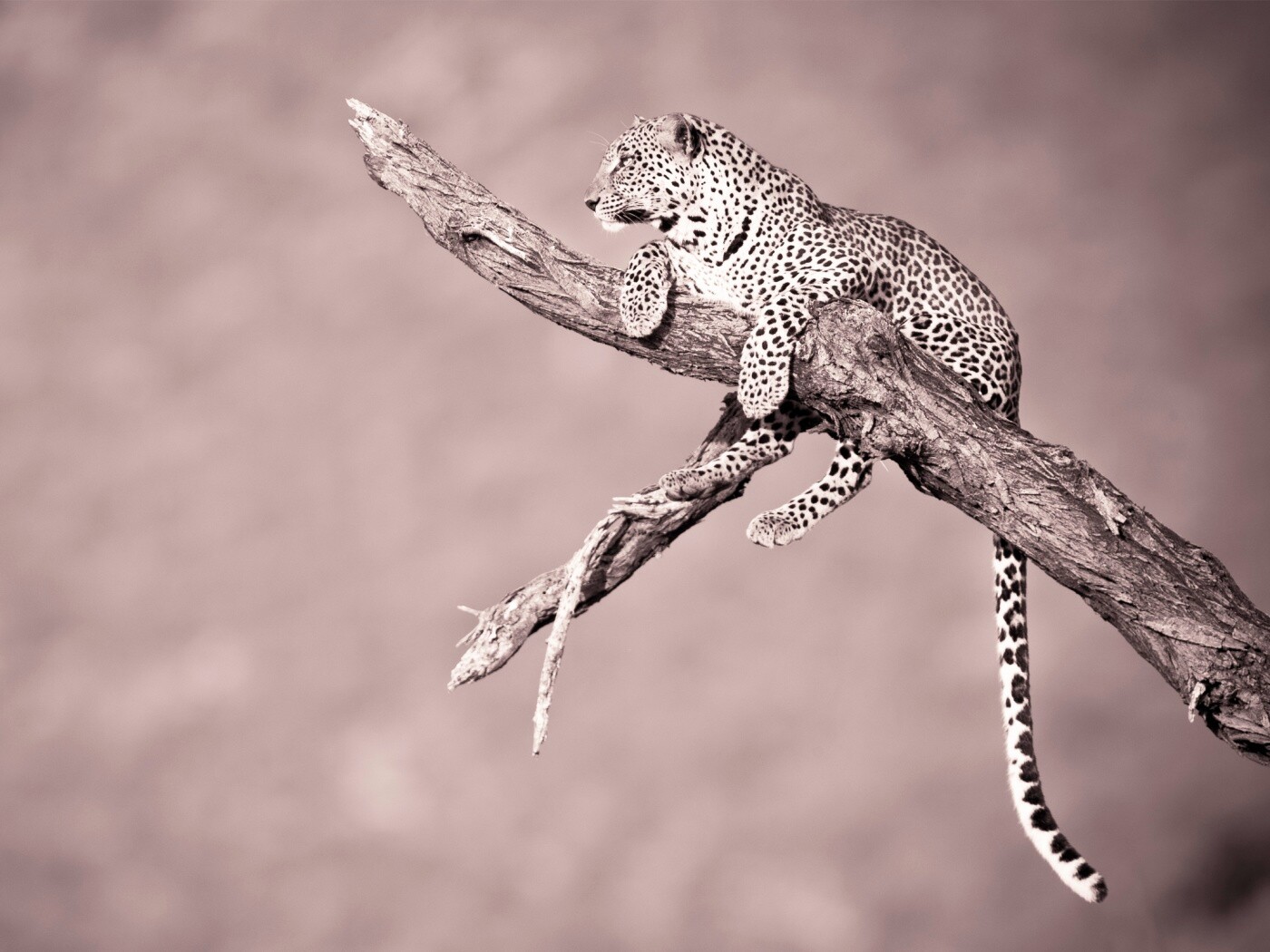 Ягуар на дереве обои