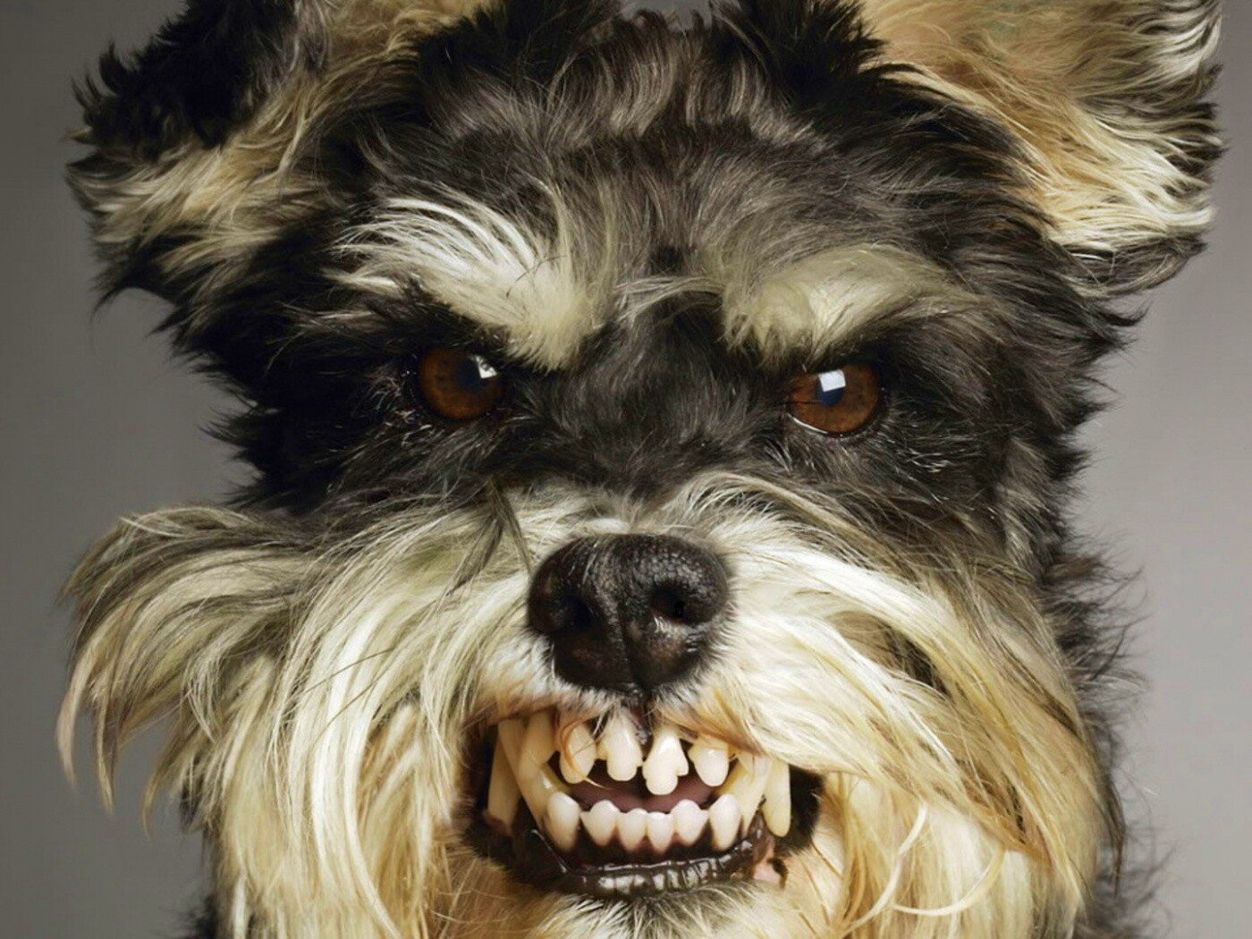 Терьер вне себя обои